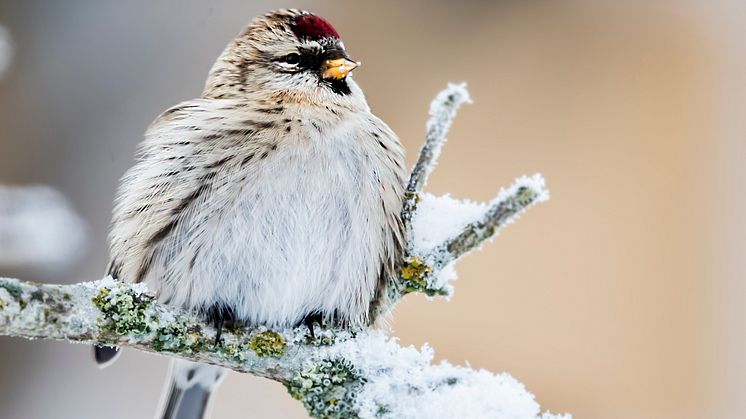 Gråsiska. Foto: Kent-Ove-Hvass