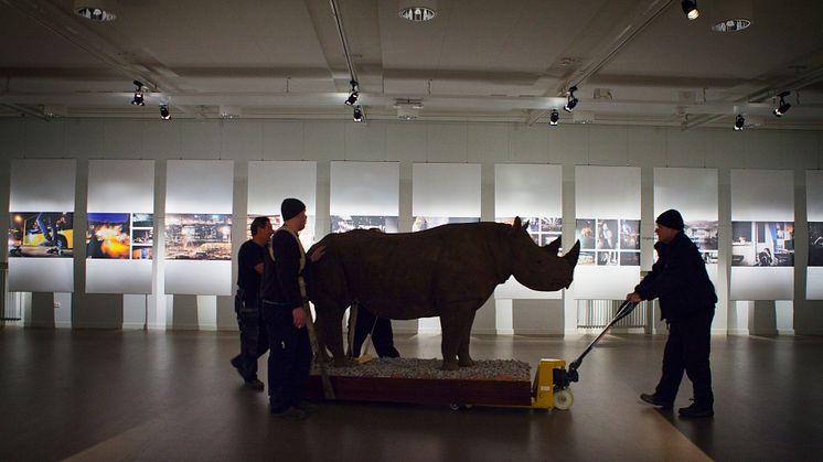 Noshörningsflytt på Malmö Museer