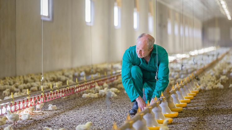 ​Med anledning av fågelinfluensa i hobbybesättning i Danmark