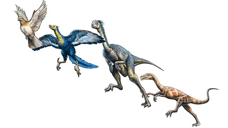 Befjädrade dinosauriers ursprung mer komplext än forskare tidigare trott