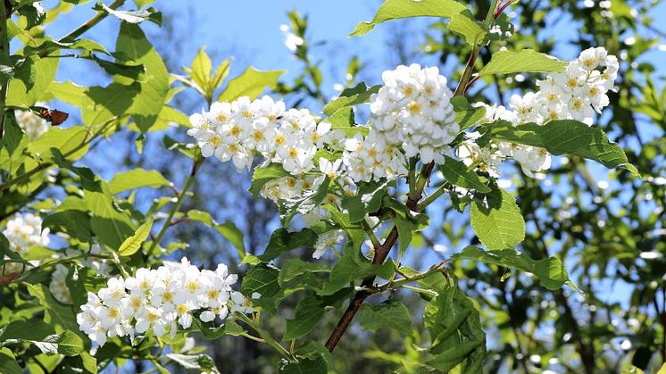 Syntolkning: blommande hägg 