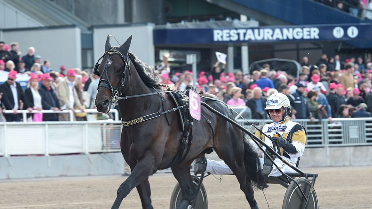 Önas Prince är klar för Elitloppet 2024. Foto: TR Bild.