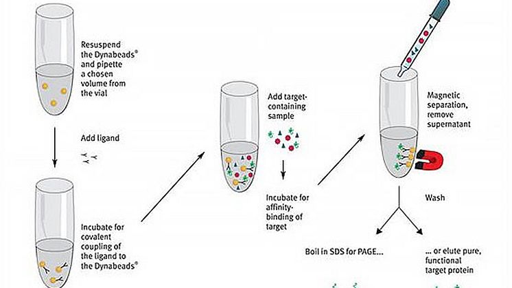 Ugelstadkuler kan trekke ut enkeltproteiner i en løsning.