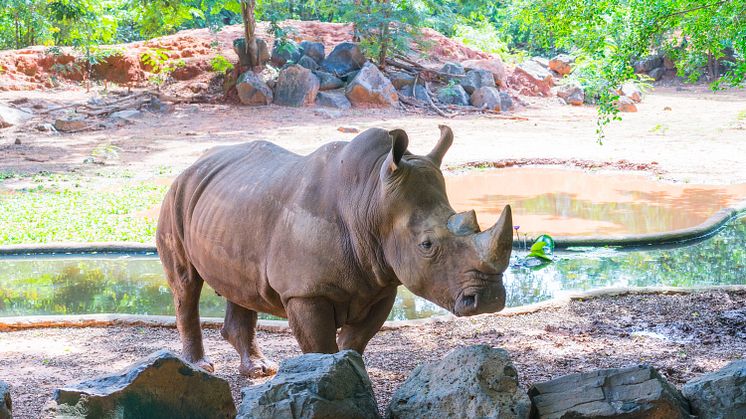 EXPERT COMMENT: Even zoos can no longer protect rhinos from poachers