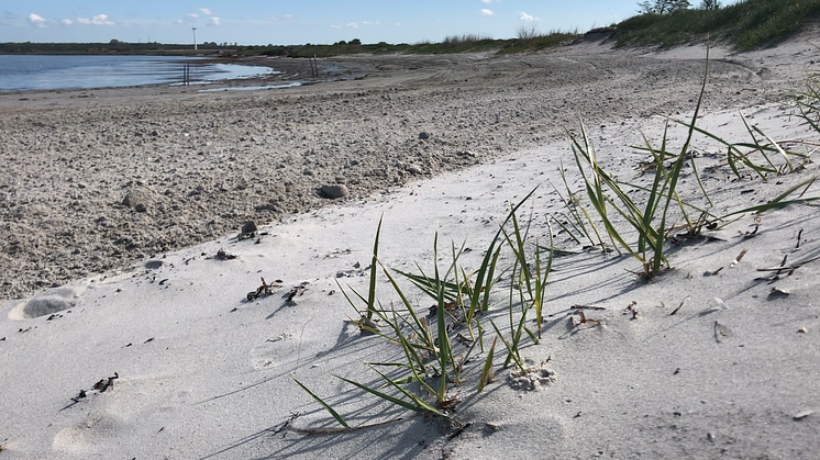 Städning av tång görs på Kävlinge kommuns badplatser vid Barsebäckstrand och Barsebäckshamn en gång per vecka under maj-september.