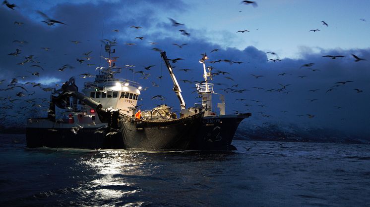 Herring fishermen at work by the fieldworkers (Photo: Pierre Blevin)