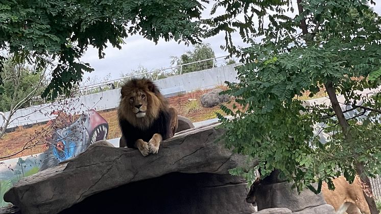 Zoologisk Have forbedrer dyreanlæg for at sætte fokus på dyrevelfærd