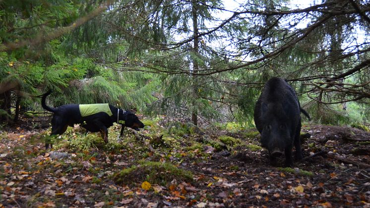 Jägarna sköt nästan 160 000 vildsvin föregående jaktår