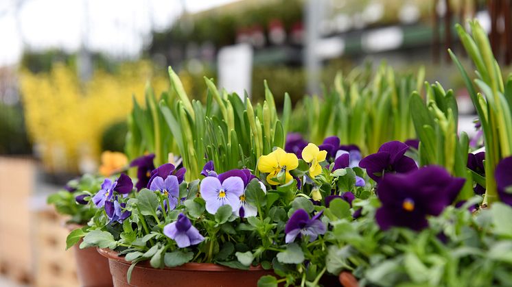 Premiär för Blomsterlandet – nytt läge för butiken i Eskilstuna