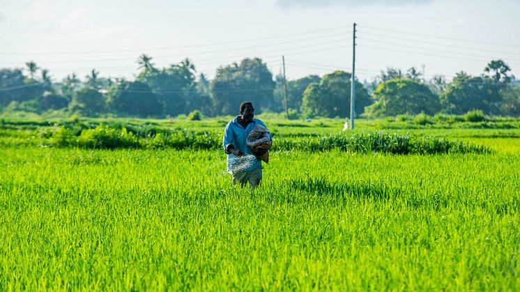 Rice Farmer at Work