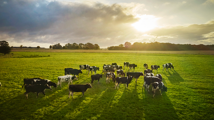 Arla startet neues Nachhaltigkeitsprogramm für Kunden  