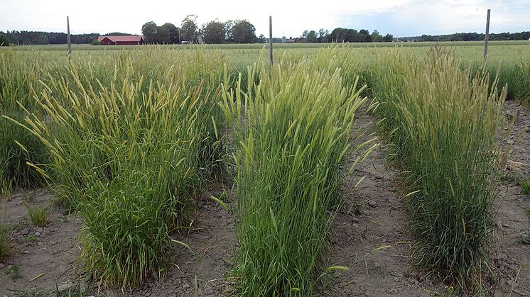 Knylkorn (Hordeum bulbosum), flerårig vild släkting till ettårigt korn. Foto: Per-Olof Lundquist.