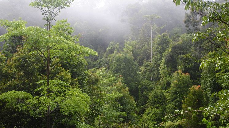 Regnskov vinder over palmeolie på Borneo