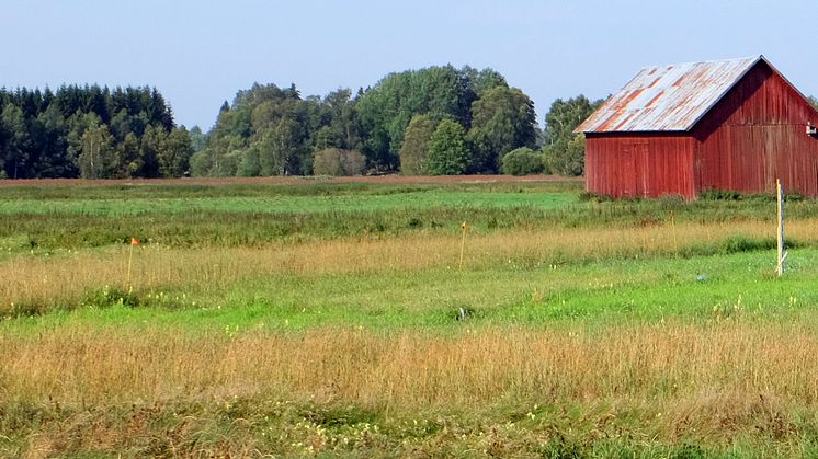 Fältförsök om förlust av organiskt material vid odling / The Swedish study site