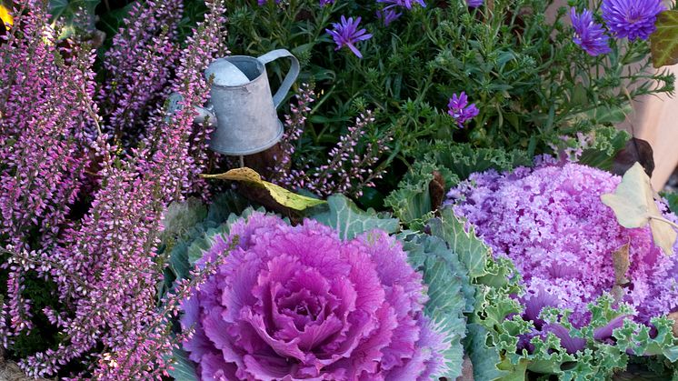 Recept på en lyckad plantering i augusti-september