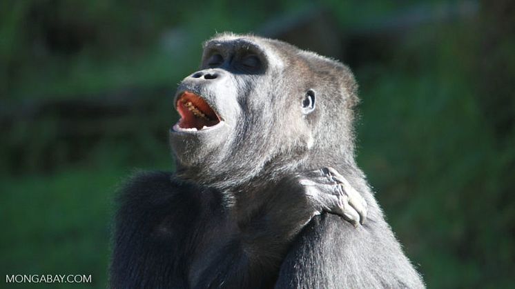 Den kritisk truede vestlige lavlands gorilla har fået et mere sikkert hjem i Congo. Foto: Rhet Butler/Mongabay