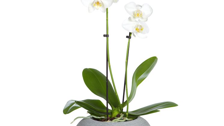 ​Brudorkidé ​​Phalaenopsis