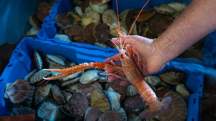 Sjøkreps og kamskjell fra Seashell