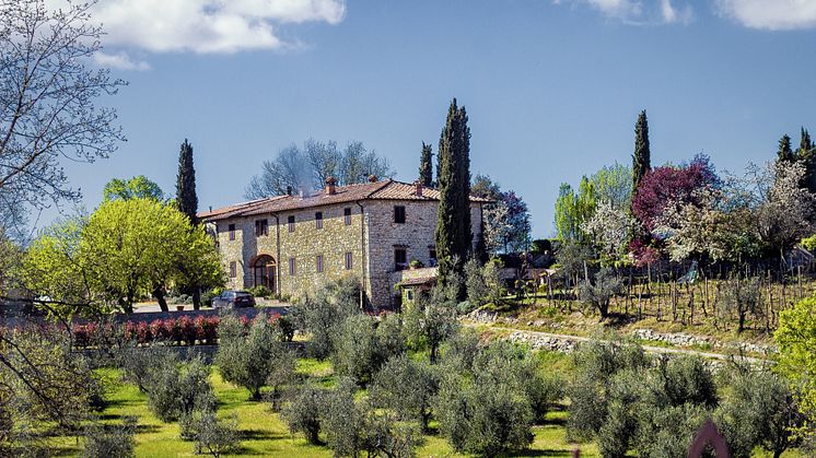 Olivgård, Toscana. 