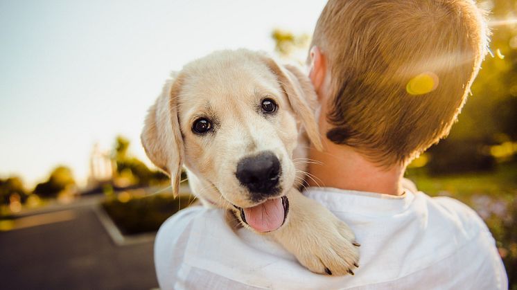 Hundägare löper ökad risk för typ 2-diabetes om hunden har diabetes