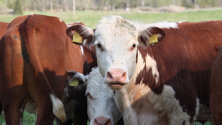 Ny beräkningsmodell för antibiotikaförbrukning i nötköttsbesättningar
