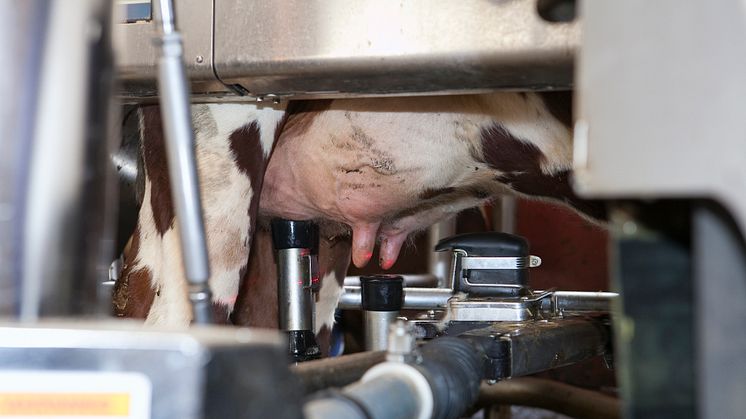Automatiska mjölkningssystem ger nya möjligheter i avelsarbetet. Foto: Jenny Svennås-Gillner