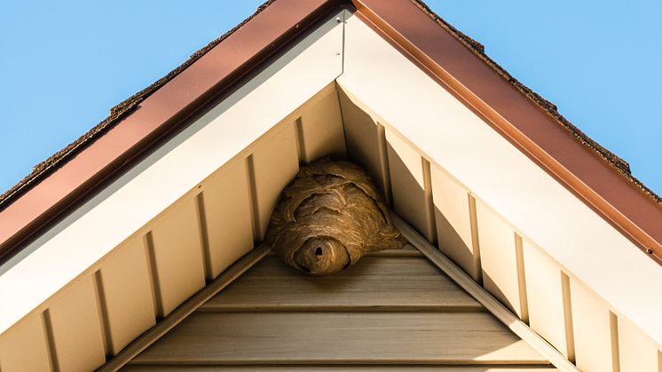 Ein Insektennest sieht ganz unauffällig aus, meist ist das Zusammenleben von Tier und Mensch aber nicht friedlich und das Nest sollte artenschutzgerecht entfernt werden.