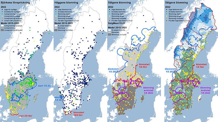 Kartor över hur långt björkens lövsprickning, häggens och sälgens blomning har kommit i år.