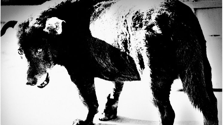 Stray dog © Daido Moriyama Photo Foundation