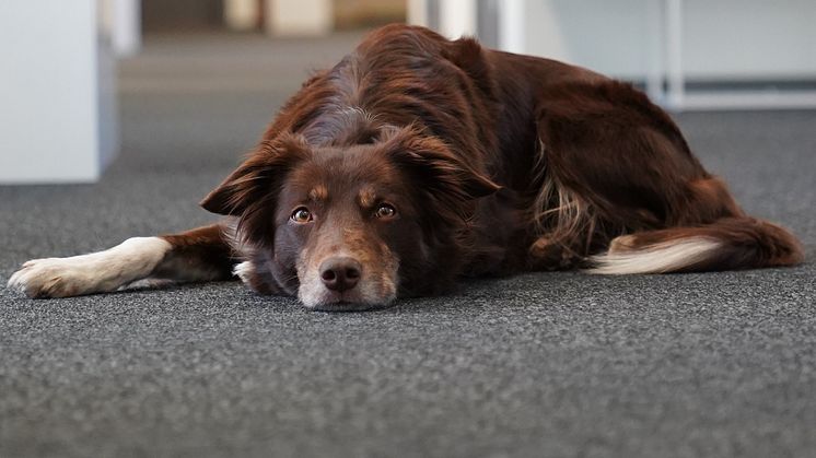 Få djurägare frågar om pris innan behandling sätter igång på en veterinärklinik, trots stora prisskillnader för vård av samma skada eller sjukdom. Foto: Sveland Djurförsäkringar