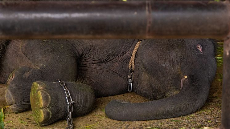 Elefant i den thailändska turistindustrin. Foto: Tom Svensson/World Animal Protection Sverige