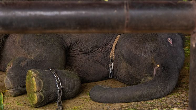 Elefant i den thailändska turistindustrin. Foto Tom Svensson