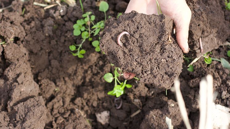 Danish Agro og Agreena indgår samarbejde om klimacertifikater