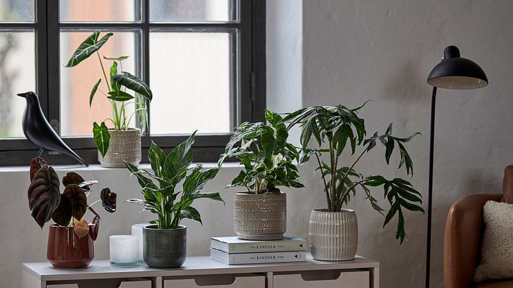 Fem nyheter hos Blomsterlandet: Alocasia cuprea 'Red Secret', Alocasia 'Frydek', Spathiphyllum 'Diamond', Syngonium Podophyllum Albo 'Variegata' och Alocasia Brancifolia 'Pink Passion'.