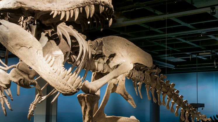 Fossil och evolution - Tyrannosaurus rex