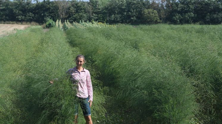 Åsa Sjöblom odlar sparris i Skåne tillsammans med maken Johan. Nu har de nästan ett och ett halvt hektar åkermark för sparrisen.