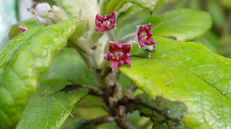 St Helena olive (Nesiota elliptica) var en brakvedsväxtart som upptäcktes 1805 på Sankt Helena, södra Atlanten. Arten utrotades 2003 men dess genetiska material lagrades i Kews DNA-bank och är tillgängligt för forskning. Foto: Rebecca Cairns-Wicks