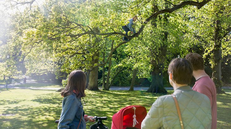 Klätterträd i Slottskogen, vår. Fotograf: Lo Birgersson