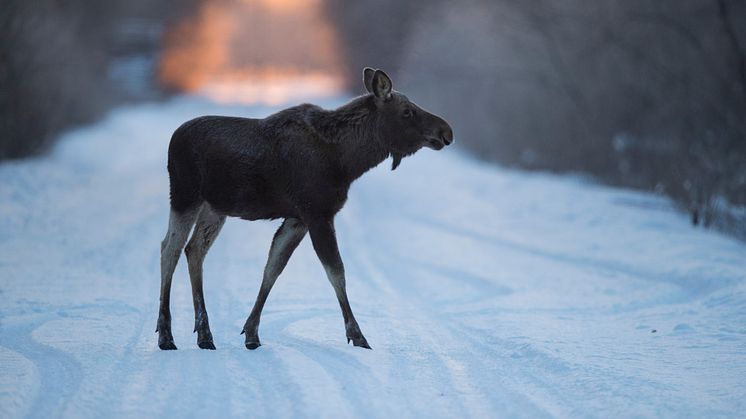 Rekordmånga viltolyckor förra året