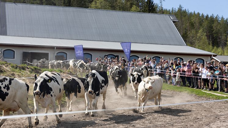 Välkomna till Norrmejeriers betessläpp på 16 mjölkgårdar runtom i Norrbotten, Västerbotten, Ångermanland och Jämtland.