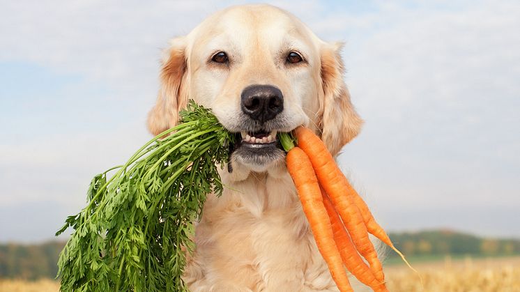 Der Veganuary auch für Hunde und Katzen? Fressnapf hat die Antwort!