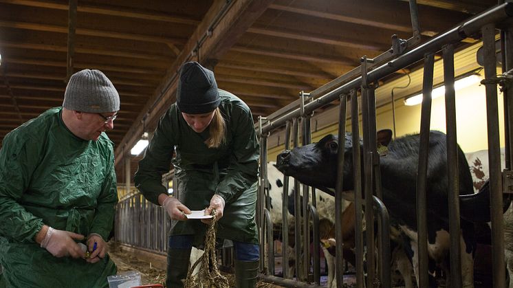 Jean-François Valarcher och Sara Hägglund tar prover på kor i stallmiljö. Fotograf: Jenny Svennås-Gillner