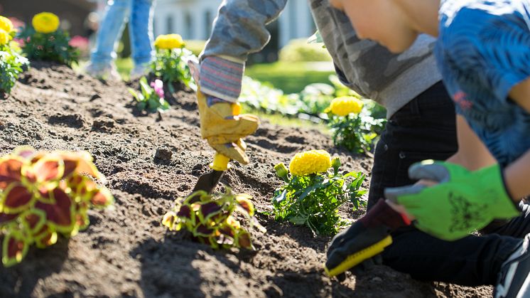 För femte året i rad hjälper skolbarn oss att göra fint i Barnens rabatt. I år är det barn från Söderskolan som planterar växter utifrån temat "Godispåse för pollinerare".