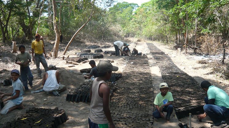 Trädplanteringsprojekt i Nicaragua