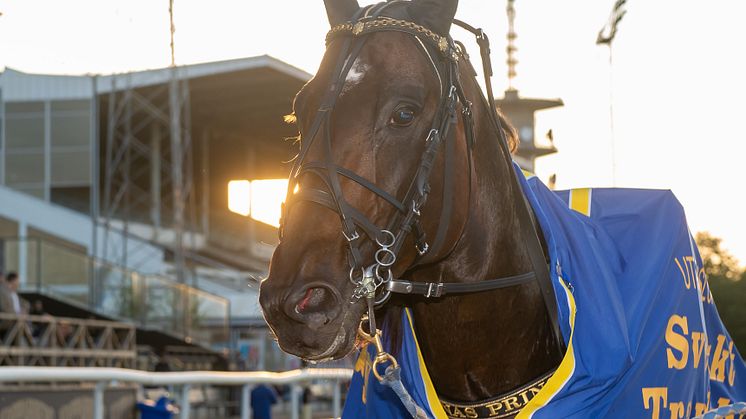 Lösdrift och en stor hage är drömtillvaron för Önas Prince. Foto: Mikael Rosenquist/MiRo Media.