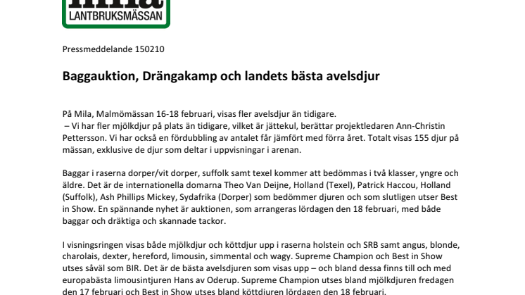 Baggauktion, Drängakamp och landets bästa avelsdjur