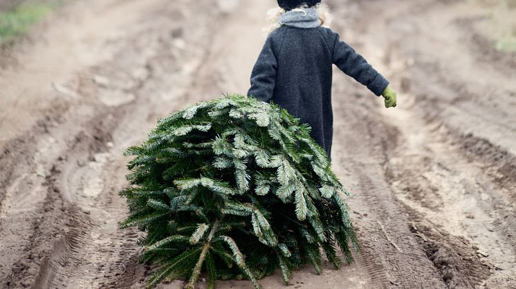 Ensomt juletre