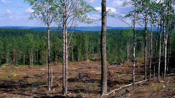 Antalet lämnade hänsynsträd vid avverkning har ökat kraftigt från 1980-talet fram till idag. Foto: Olle Hedvall
