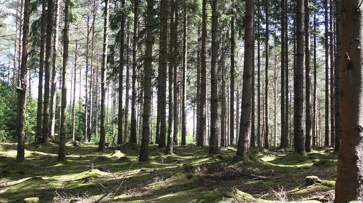 Granskog lagrar kol bäst