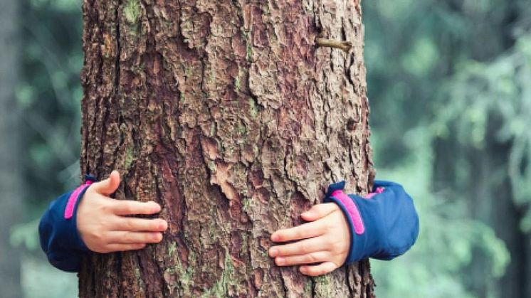 Wer zahlt… wenn der Wald brennt?